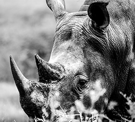 rhino photo plana